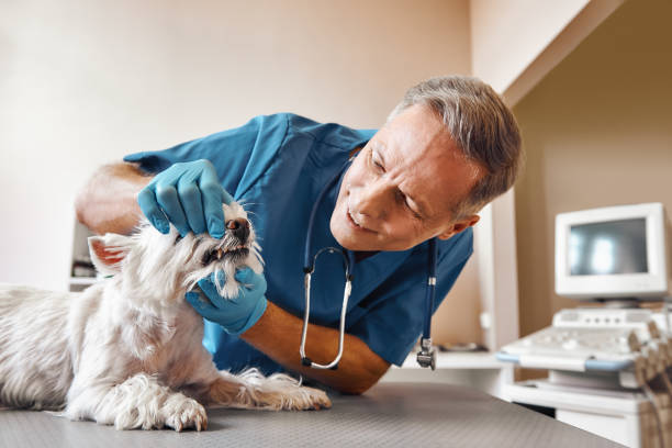 Best Emergency Dental Extractions in Cotati, CA